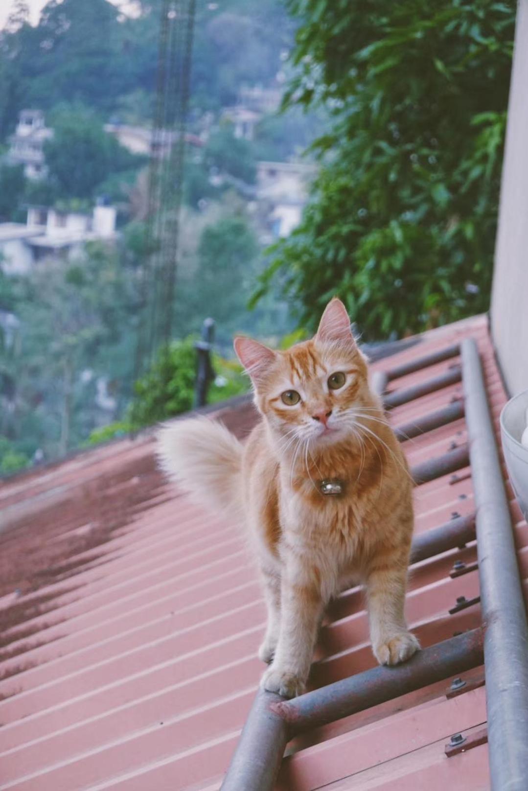 中国蒲公英民宿dandelion Guest House Villa With Mount View Kandy Kültér fotó